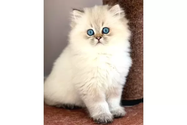 İpeksi tüylü Silver British Longhair