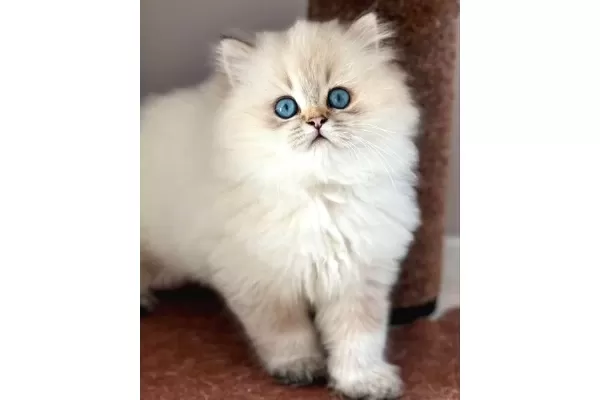 İpeksi tüylü Silver British Longhair