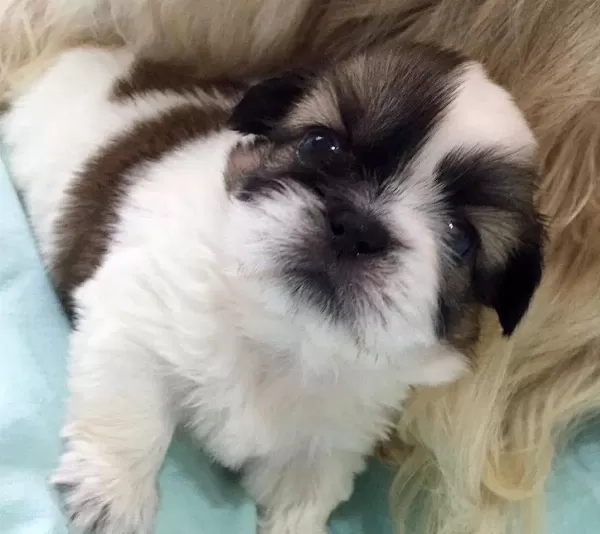 Shih Tzu Mukemmel bebeğim