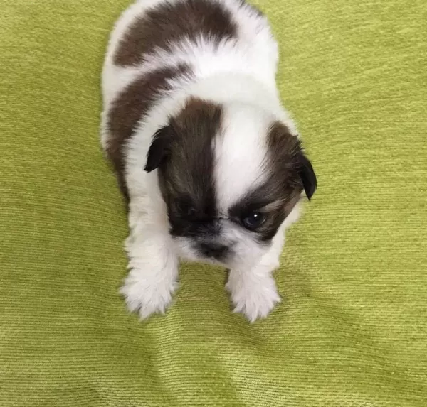 Shih Tzu Mukemmel bebeğim
