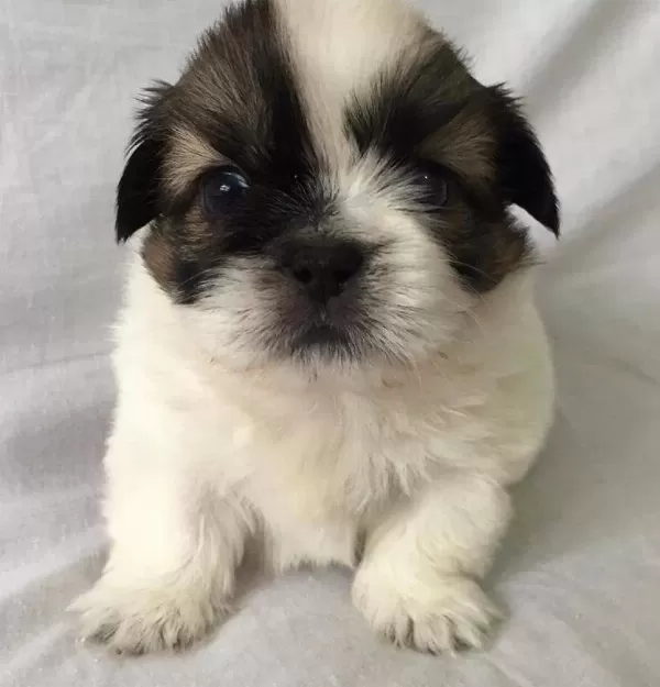 Shih Tzu Mukemmel bebeğim