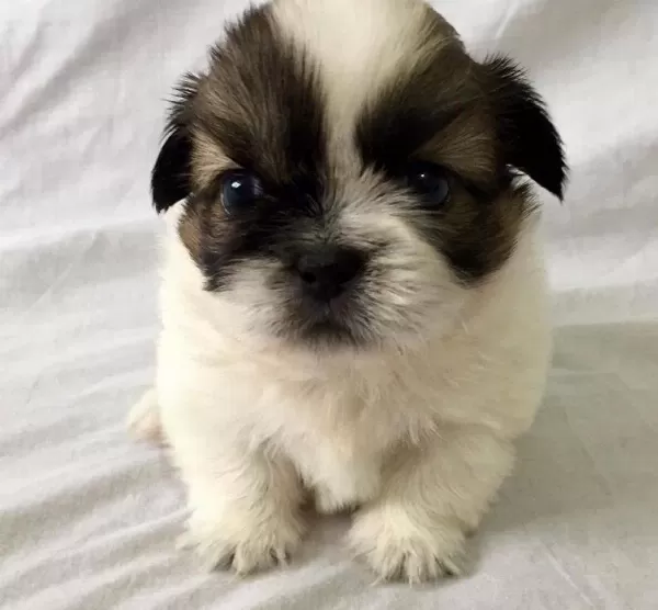 Shih Tzu Mukemmel bebeğim