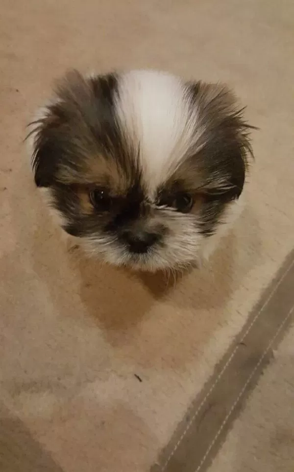 Shih Tzu Mukemmel bebeğim