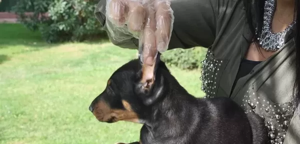 Show Kalite King Doberman Yavruları Magazamızda