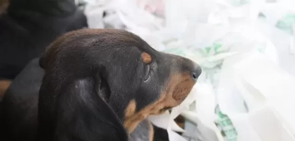 Show Kalite King Doberman Yavruları Magazamızda