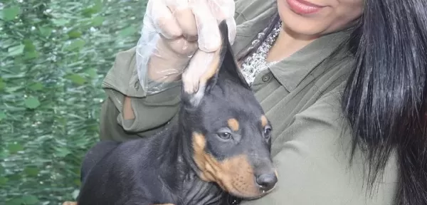 Show Kalite King Doberman Yavruları Magazamızda