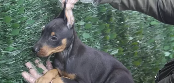 Show Kalite King Doberman Yavruları Magazamızda