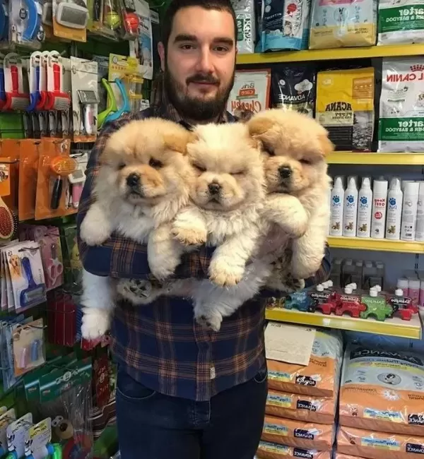 Satılık Chow Chow Yavruları