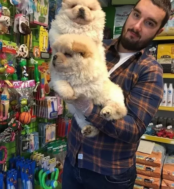Satılık Chow Chow Yavruları