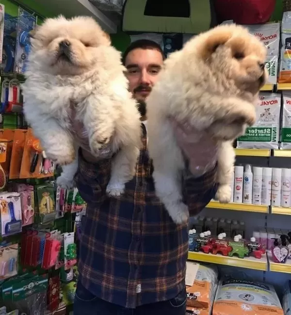Satılık Chow Chow Yavruları
