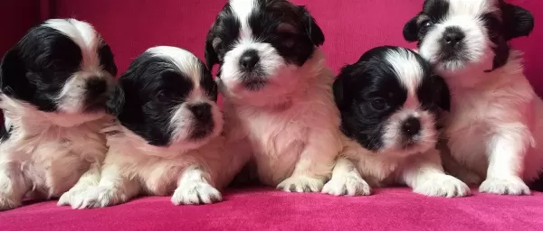 Orjinal Shih Tzu Yavrularımız Ab Pasaportlu Microchipli