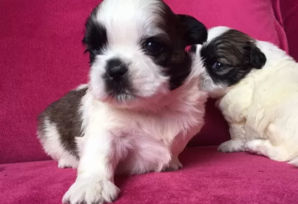 Orjinal Shih Tzu Yavrularımız Ab Pasaportlu Microchipli