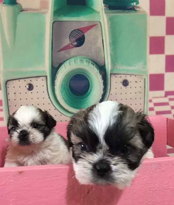 Mukemmel Shih Tzu Bebeklerim