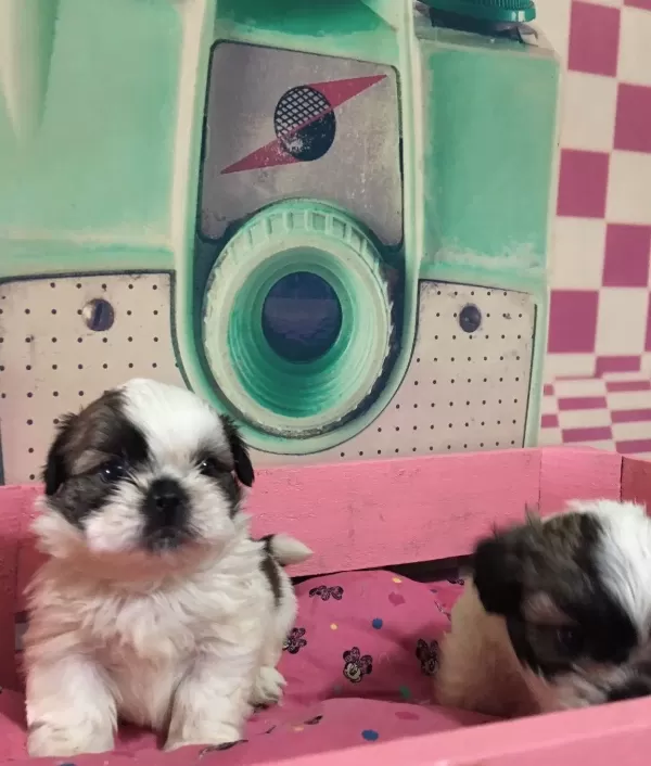 Mukemmel Shih Tzu Bebeklerim