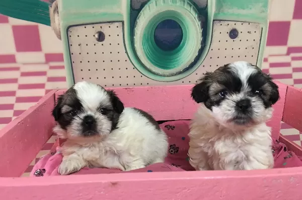 Mukemmel Shih Tzu Bebeklerim