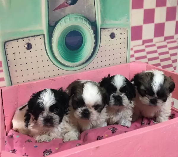 Mukemmel Shih Tzu Bebeklerim