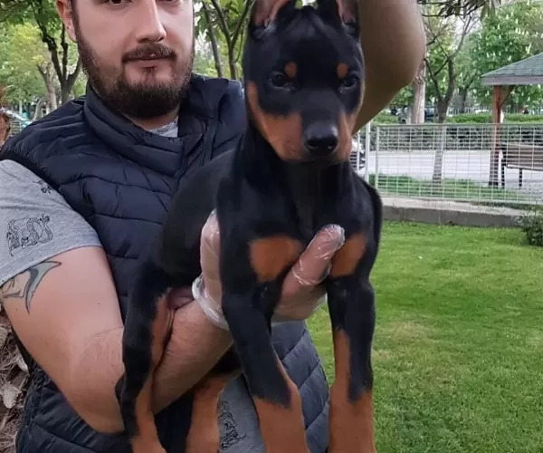 Show Kalite King Doberman Yavrular Magazamızda