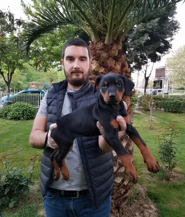 Show Kalite King Doberman Yavrular Magazamızda