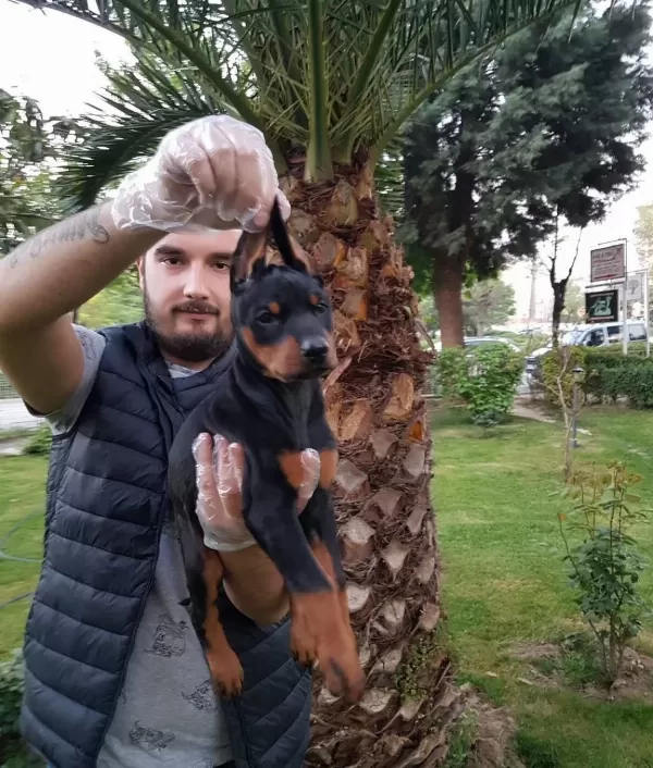 Show Kalite King Doberman Yavrular Magazamızda