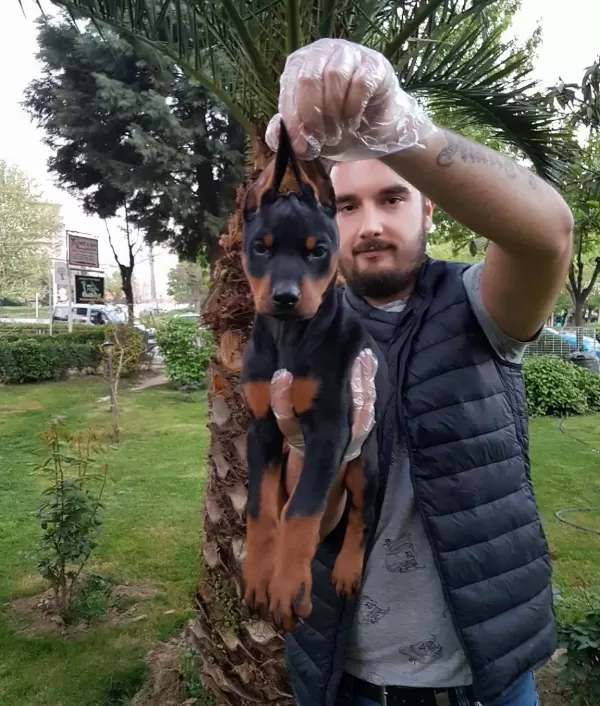 Show Kalite King Doberman Yavrular Magazamızda