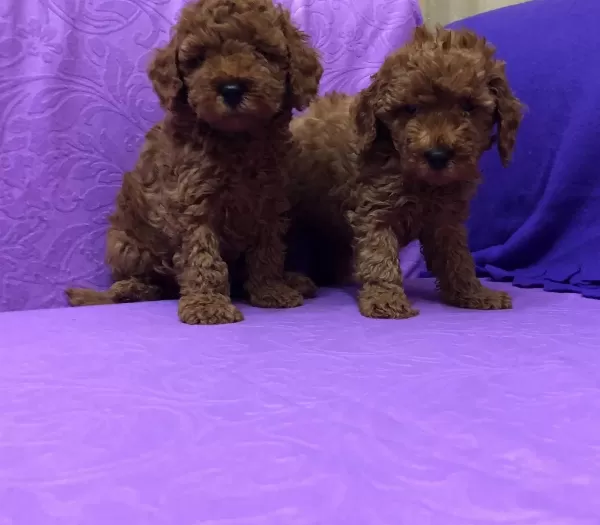 Sirin Sevimli Mini Boy Toy Poodle Yavrularımız