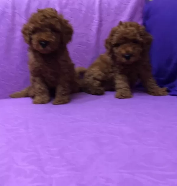 Sirin Sevimli Mini Boy Toy Poodle Yavrularımız