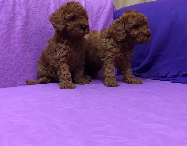 Sirin Sevimli Mini Boy Toy Poodle Yavrularımız