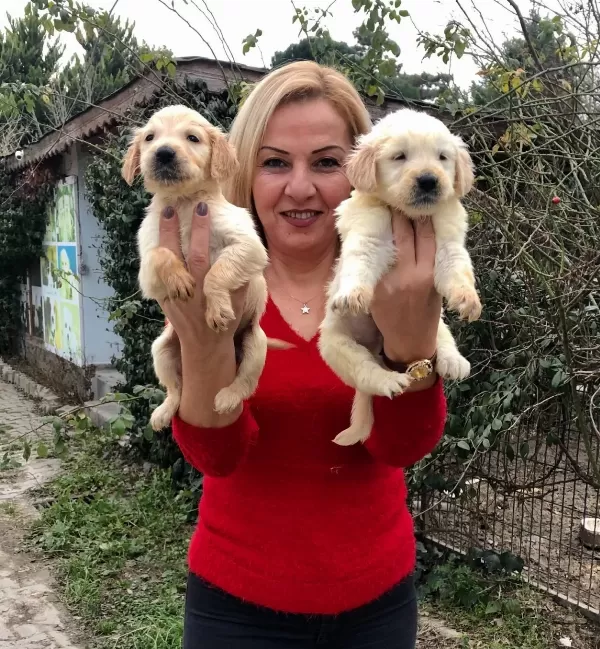 Bebek yüzlü Harika Golden Retriever Yavrularımız
