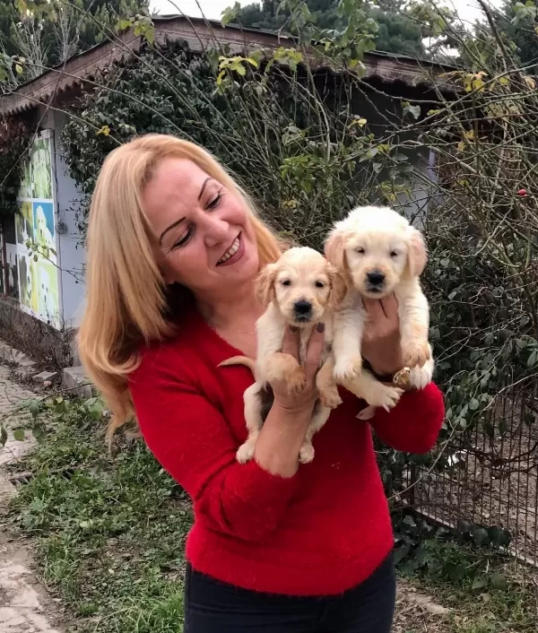 Bebek yüzlü Harika Golden Retriever Yavrularımız