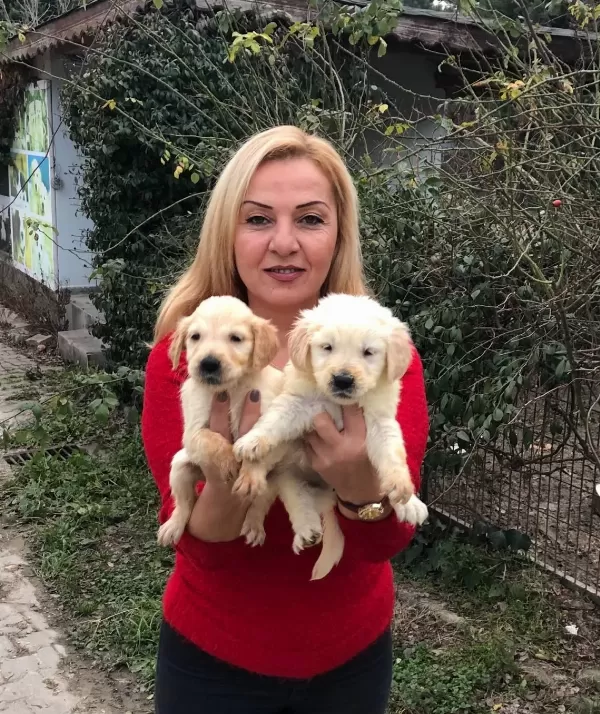 Bebek yüzlü Harika Golden Retriever Yavrularımız