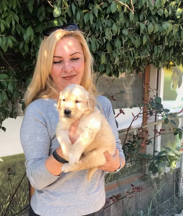 Bebek yüzlü Mukemmel Golden Retriever