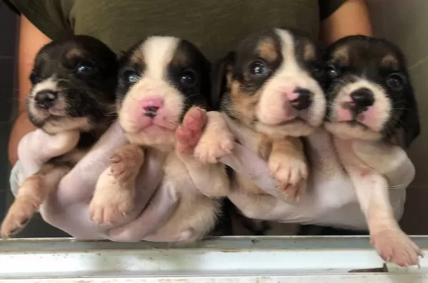 Uc Renk Harika Beagle Yavrularımız