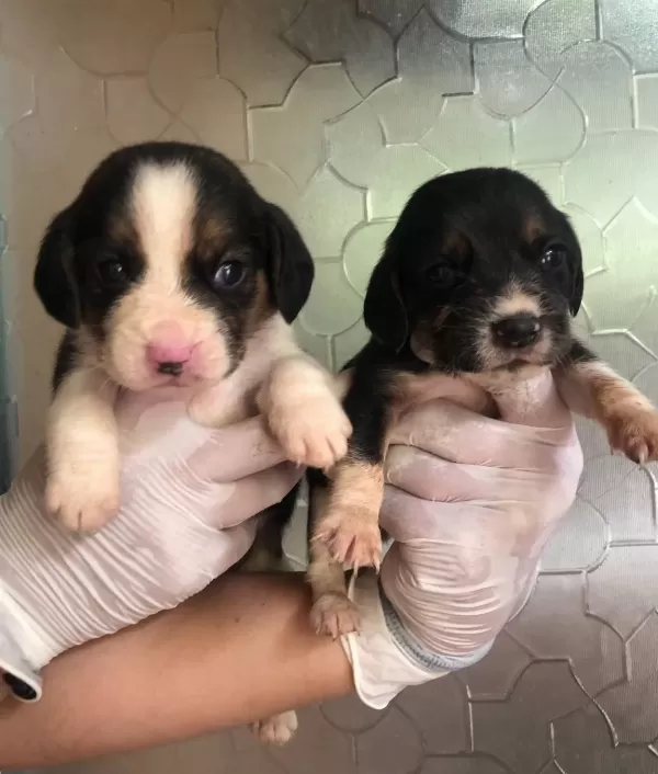 Uc Renk Harika Beagle Yavrularımız