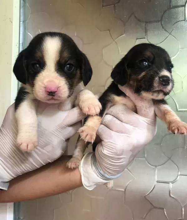 Uc Renk Harika Beagle Yavrularımız