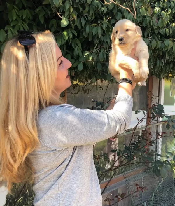Bebek yüzlü Mukemmel Golden Retriever