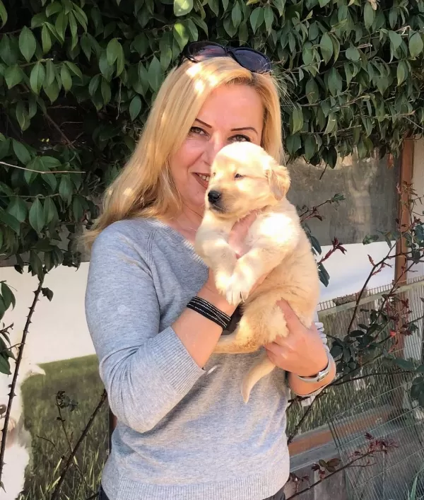 Bebek yüzlü Mukemmel Golden Retriever