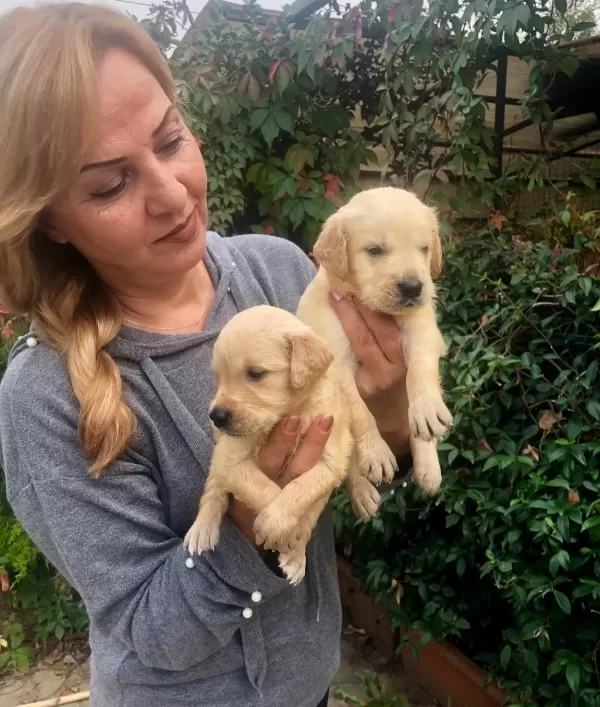 Mukemmel Irk Garantili Golden Retriever Yavrularımız