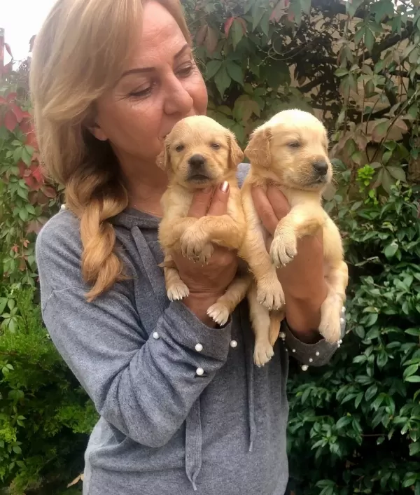 Mukemmel Irk Garantili Golden Retriever Yavrularımız