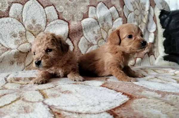 Irk Garantili Toy Poodle Yavrularımız