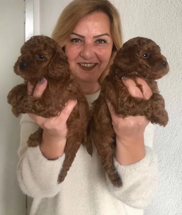 tüy Dokmez Koku Yapmaz Harika Toy Poodle Yavrularımız