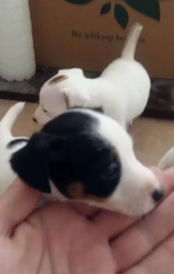 Kopek Irkının En Zeki Tum Ozellikleriyle Tercih Edilen Dost