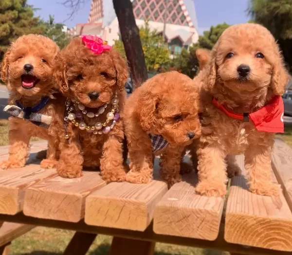 Toy Poodle Teacup Pelus Gorunumlu Yavrularımız