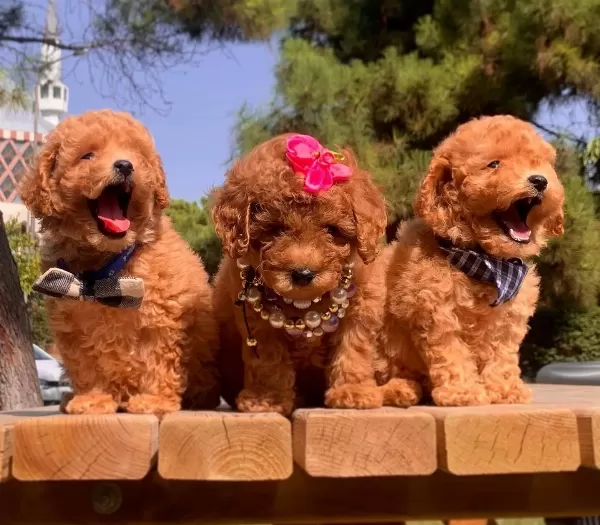 Toy Poodle Teacup Pelus Gorunumlu Yavrularımız