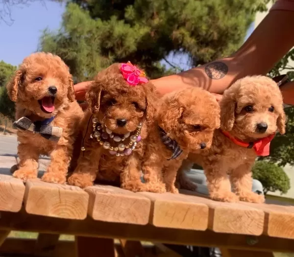 Toy Poodle Teacup Pelus Gorunumlu Yavrularımız