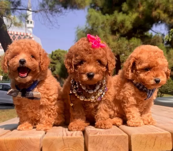Toy Poodle Teacup Pelus Gorunumlu Yavrularımız