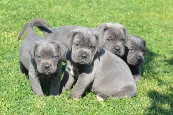 Blue Cane Corso Yavrularımız
