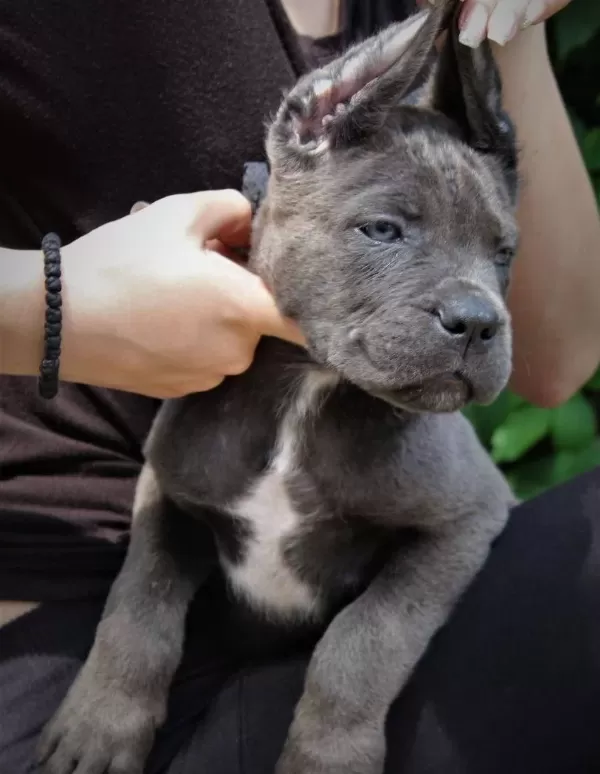 Blue Cane Corso Yavrularımız