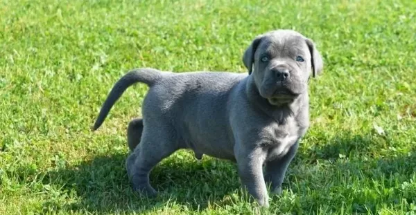 Blue Cane Corso Yavrularımız