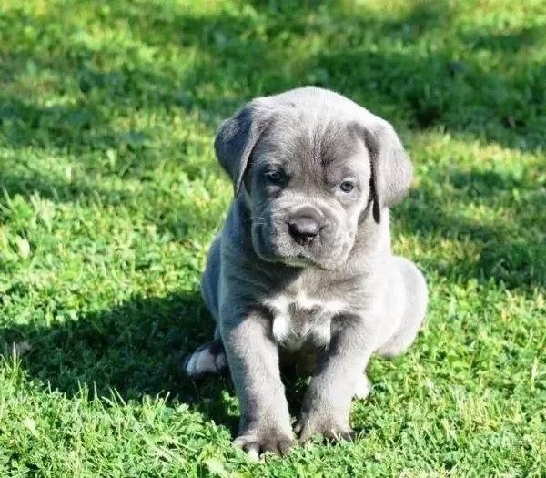 Blue Cane Corso Yavrularımız