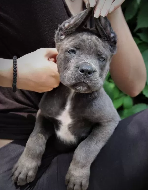 Blue Cane Corso Yavrularımız